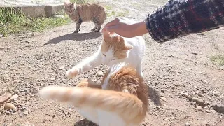 The mother cat hit her kitten because she approached the strange cat.