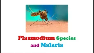 Parasitology 🔤 - Plasmodium Species and Malaria