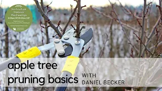 Apple Tree Pruning Basics