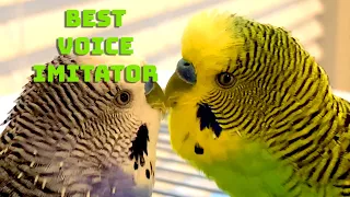 Budgie (parakeet) imitates female voice to perfection!