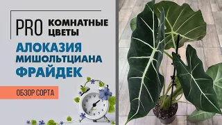 Алоказия Мишольтциана Фрайдек - зеленый вельвет | Фантастическое декоративно лиственное растение