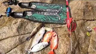 Pesca sub  regiao dos lagos - RJ - SPEARFISHING 13/03/24