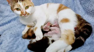 Purring calms young kittens. Habits of domestic cats