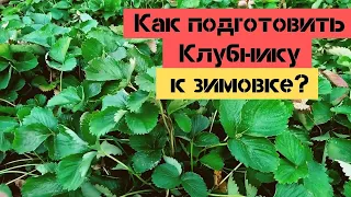 Клубника уходит в зимовку / Когда прекратить поливы? Плюс финальная подкормка / Огород дяди Вовы