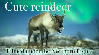 Reindeer under the northern lights - filmed in realtime (4K)
