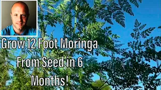 Grow 12 Foot Moringa From Seed in 6 Months! In the Desert!