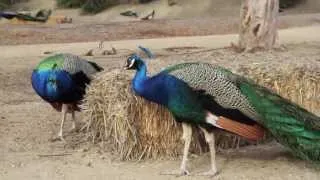 Picnicking w/ Peacocks: Leo Carrillo Ranch, Carlsbad, CA - by WondermintKids.com