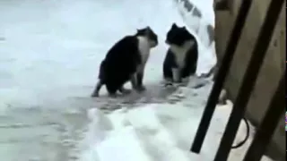 КОТЫ ДЕРУТСЯ!!!