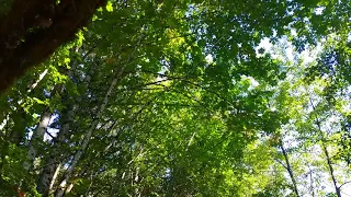 West Coast Island Forest Maples and Sword Ferns