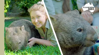 Wow! Elle the Wombat is 3! | Australia Zoo Life