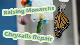 Raising Monarchs - Chrysalis Repair (Help The Monarch Butterfly)