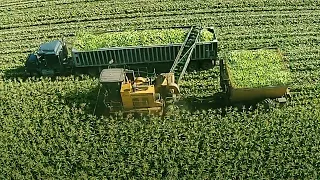 How amazingly America harvest and process 270 million tons of sweet corn  harvesting processing