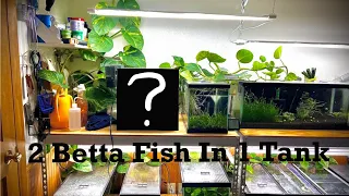 Two Betta Fish One Tank