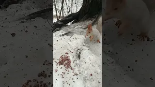 Дал белке хороший орешек / Gave the squirrel a good nut