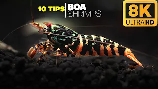 10 Tips For A Successful Rare Shrimps Tank! - Tips For Boa Shrimps Tank