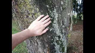 Beneficios de abrazar un árbol y de caminar descalzo en la tierra – hablar con los árboles - mantra