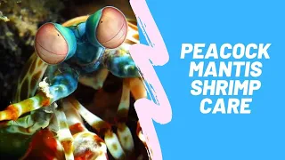 Peacock Mantis Shrimp: Care, Behavior and Diet