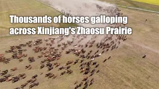 Thousands of horses gallop across Xinjiang's Zhaosu Prairie