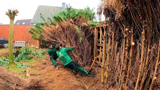 "You're like BEARS" The HOMEOWNER was SHOCKED when we REMOVED the Hedge with the Roots