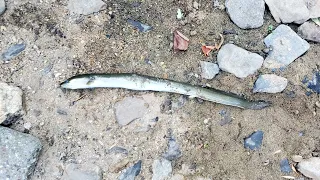 Catching American Eel and Rainbow Trout in the Chester Creek