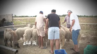 يلوج على علوش بعشرين ألف في الرحبة هه قررت نعيد على دجاجة والا دندون خلي يقعدلهم العلوش في الرقبة هه