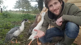 Indian Runner Ducks & Home-made Duck House