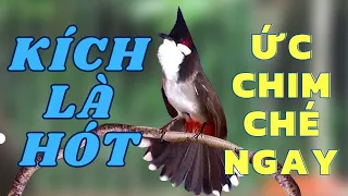 Kích Chào Mào Hót Ché | QUÁ ĐỈNH | Kích chào mào hót đấu. Luyện giọng hay ép bổi sổ bọng và căng lửa