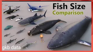 Fish Size Comparison | Smallest Fish | World Largest Fish | water animal | mammal size @gkbdata