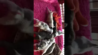 8 teacup chihuahuas eating their 1st solid meal at under 4 weeks old