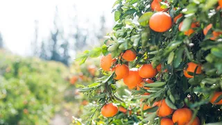 Citrus Farm in Florida | Orange Grove | Nov 2021 update | संतरा