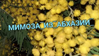 МИМОЗА ИЗ АБХАЗИИ ФЕВРАЛЬ 2022