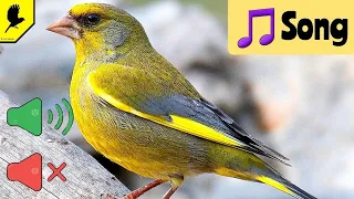 How an ordinary Greenfinch Sings (Audio)  The song of an ordinary Greenfinch / Green Mottled Sparrow