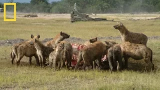 National Geographic | Hyenas Hunt Buffalo | BBC Documentary
