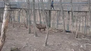 ПЯТНИСТЫЙ ОЛЕНЬ ОГОНЁК ТЕРЯЕТ РОГА. УНИКАЛЬНЫЕ КАДРЫ