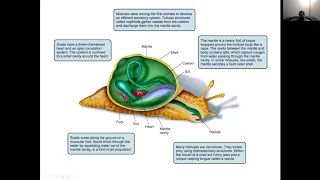 Introduction to Zoology Lecture13 - Mollusk