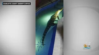 Alligator Found In Florida Pool