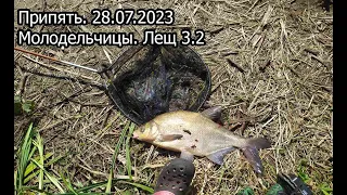 Припять. Молодельчицы. 28.07.2023.  Лещ 3.2