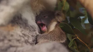 This baby Koala will melt your heart