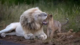 Male Lion on Daddy Duty with Lion Cubs - Kruger National Park