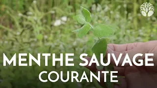 Menthe sauvage