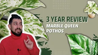 Marble Queen Pothos Review | 3 Years Later | Is the Marble Queen Epipremnum worth the hype?