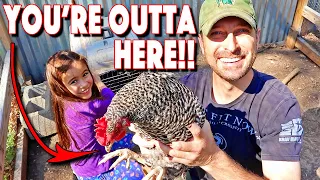 Why We Are Moving Our Barred Rocks To Their Own Coop. Should We?