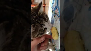 Кот Фунтик кушает кукурузные палочки