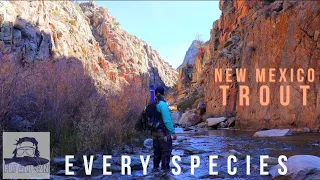 Most underrated trout fishing in the United States | Fly Fishing New Mexico