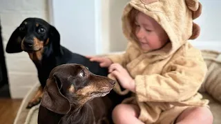 Best Dachshund dog video Compilation 2024, Try To Not Laugh Weiner, Dackel puppies. Dachshund dog