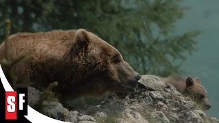 The Bear (7/7) Bear and Cub Hunt (1988) HD
