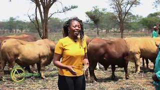 Zimbabwe’s TULI BREED : CATTLE FIELD DAY