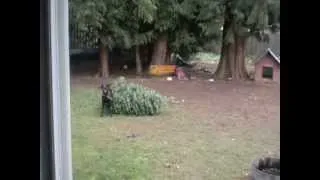 My Dog Lady Barking And Jumping Up On A Christmas Tree Back January 2011