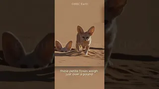 Fennec Fox | Smallest Wild Dog #animals #fennecfox #fennec #shorts