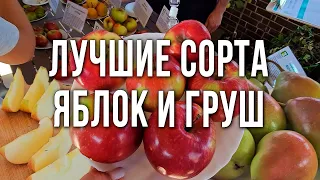 Дегустация яблок и груш. Лучшие сорта яблонь и груш для средней полосы России.